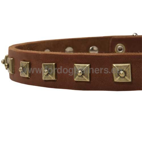 Trendy dog collar in
brown leather with studs excellent for Pitbull