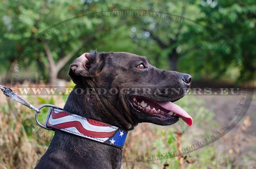 Collier en cuir pour souligner les origines du Pitbull