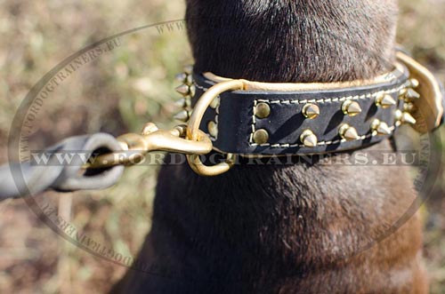 Exclusive Spiked Collar for Pitbull