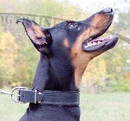 Padded Leather Dog Collar for Doberman