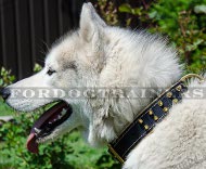 Super Fashionable Leather Dog Collar for Husky ✦