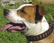 Decorated Leather Collar for Amstaff