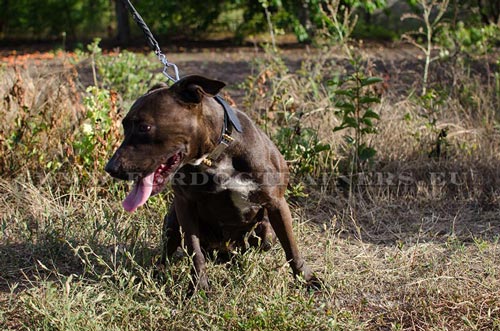 Collier super bien adapt  Pitbull