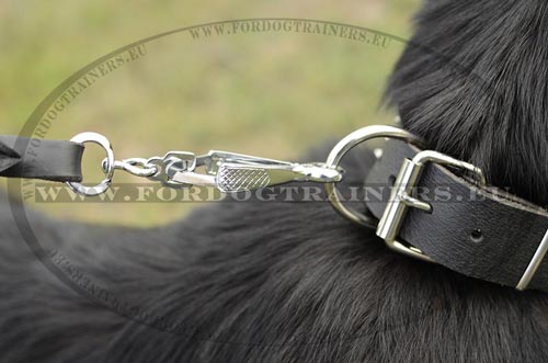 Easy-in-use leather dog collar for Pitbull