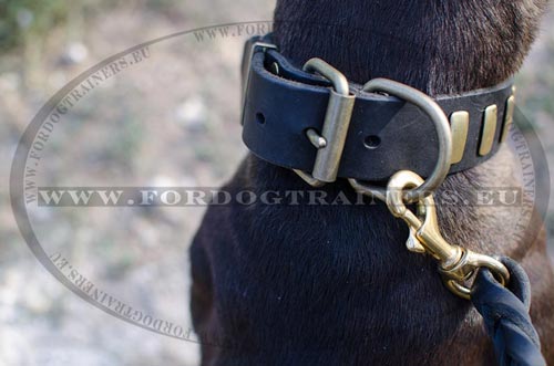 Collier idal pour Pitbull Classe et Solide