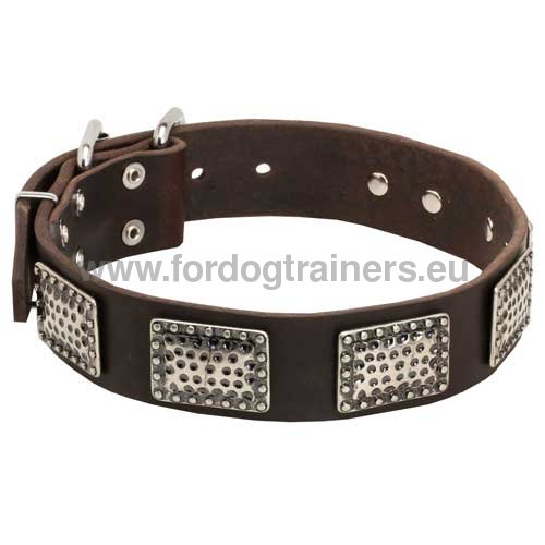 Plated Dog Collar for Pitbull