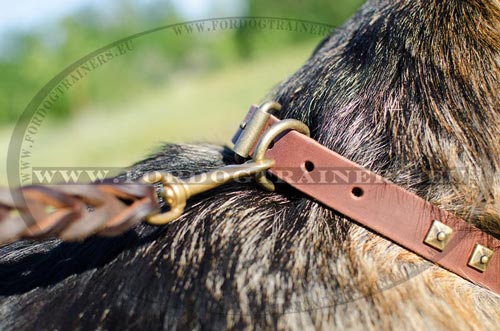 Collier pour chien de Berger en cuir rsistant