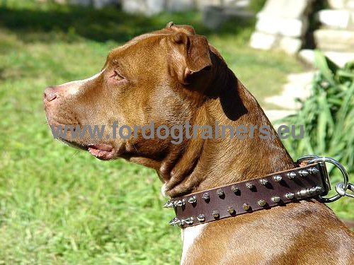 Designer Hundehalsband Leder fr Pitbull