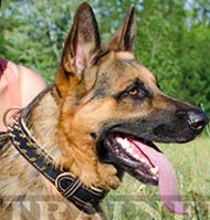 Feines Lederhalsband mit Spikes fr Deutscher Schferhund