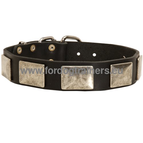 Walking collar black leather for Pit Bull