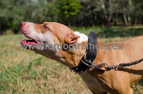 Pitbull Leder Halsband mit Nickel Dekor