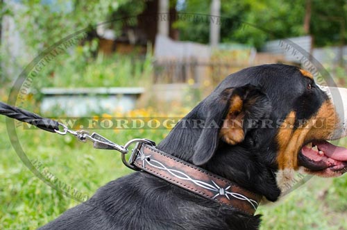 Collier durable en double cuir pour Bouvier suisse