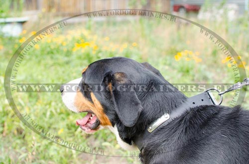 Swiss Mountain Dog Identification Collar
