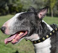 Lederen Bullterrier Halsband met Prachtige Metalen Knoppen