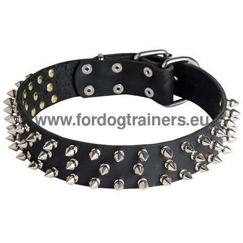 Exclusive dog collar leather with spikes for
Pitbull