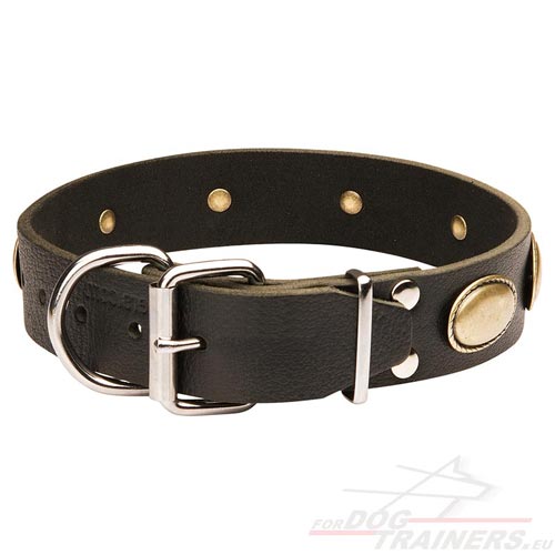 Collier solide pour gros chien