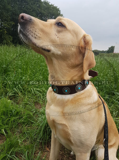 Collier en cuir lgant pour labrador