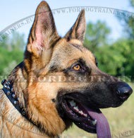 Deutscher Schferhund Nietenhalsband mit Pyramiden