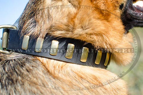 Collar for German Shepherd with metal decorations