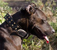 Leather collar for Pit Bull with two rows of
spikes