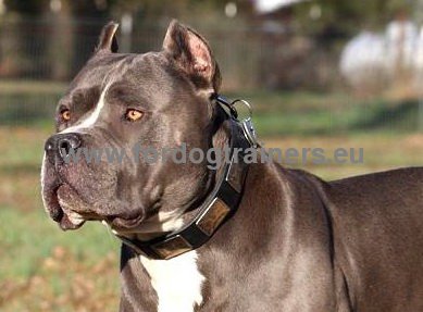 Bequemes Hundehalsband aus Leder fr Pitbull