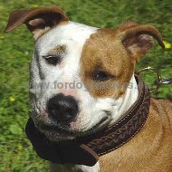 Collare in pelle con intrecciamento per Amstaff