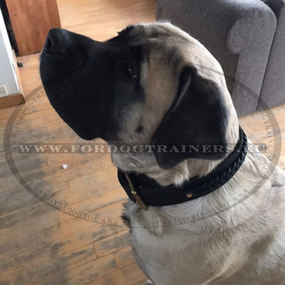 Collier cuir double tresses pour Bullmastiff