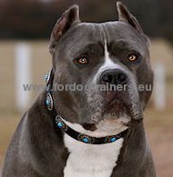 Collare esclusivo in pelle con pietre azzurre per Pitbull