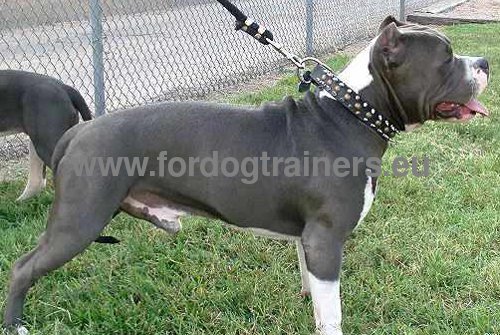 Functional collar with shining spikes for Pitbull