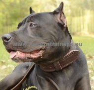 Amerikanischer Pitbull Hetz-Halsband aus Leder mit Griff