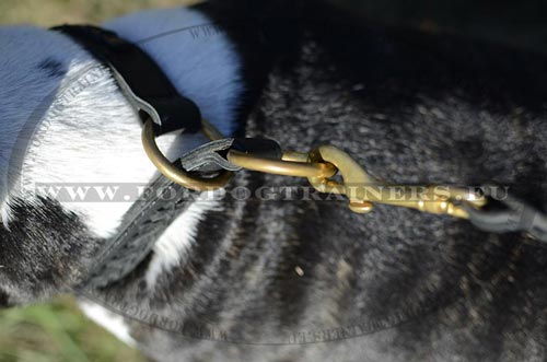Collier pour Bull Terrier Élégance & Fonctionnalité