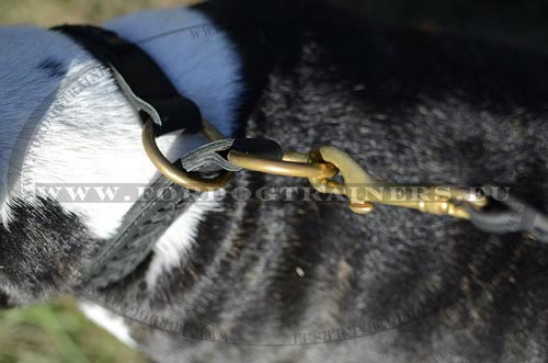 Collier pour Bull Terrier lgance & Fonctionnalit