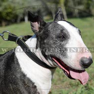 Collare a strozzo in pelle per Bull Terrier