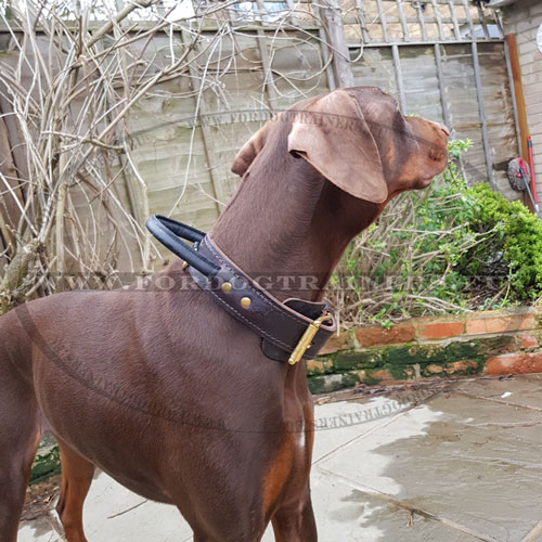 Doberman pinscher collier en cuir