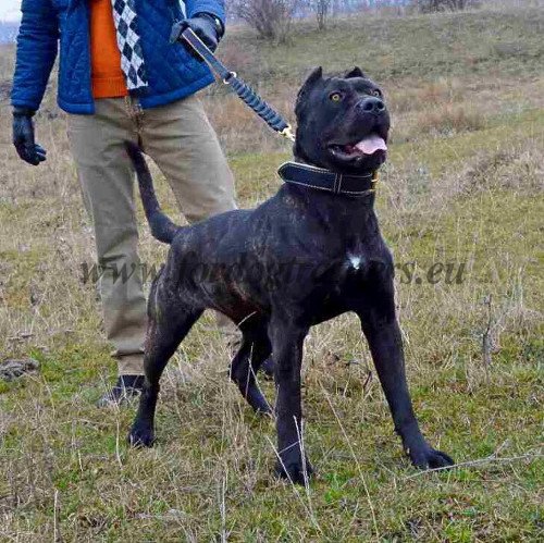 Collier de dressage de chiens en cuir