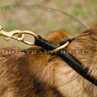 Collare a strangolo in pelle per Malinois