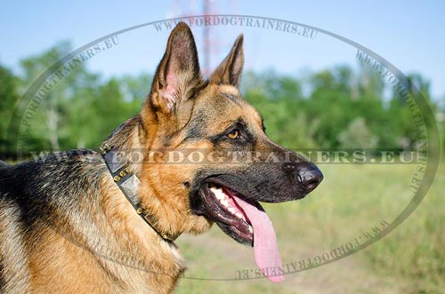 Top notch decorated leather collar for German Shepherd