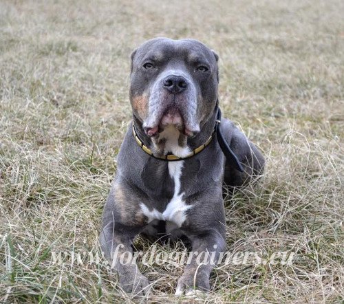 Collier riveté pour chien Alauntbull