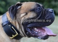 Bullmastiff Collar Leather with Handle for Dog Training