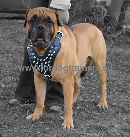 Harnais en cuir universel pour Bullmastiff