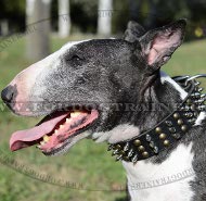 Collare esclusivo in pelle con borchie per Bull Terrier