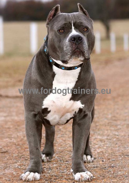 Leather collar with blue stones for
Pitbull for numerous activities