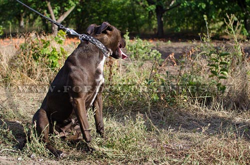 Hundehalsband fr Pitbull mit Pyramiden Dekor