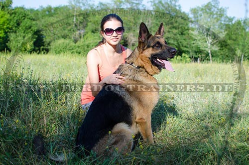 German Shepherd satisfied with its leather collar and the happy owner