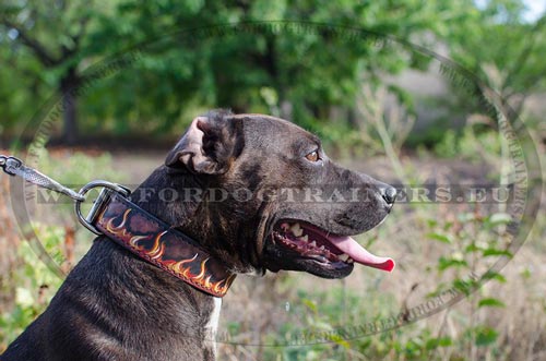 Designer Hundehalsband Leder fr Pitbull