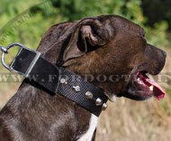 Collar Nylon Water-resistant for Pitbull ➘