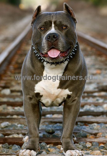 Collier impressionnant de promenade
pour Pitbull