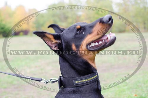 Dobermann con collare resistente di nylon