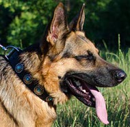 German Shepherd Collar with Embossed Plates with Blue Stones