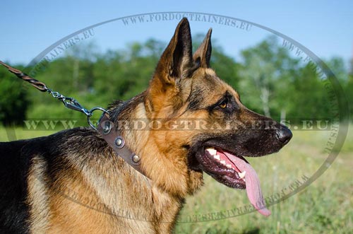 Fashionable dog collar for German Shepherd